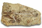 Dinosaur Tendons and Bone Fragments in Sandstone - Wyoming #264895-1